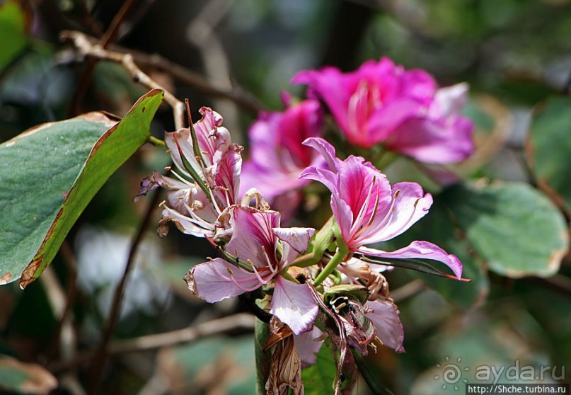 Пешеходные улицы Гибралтара Main Street и Irish Town Street