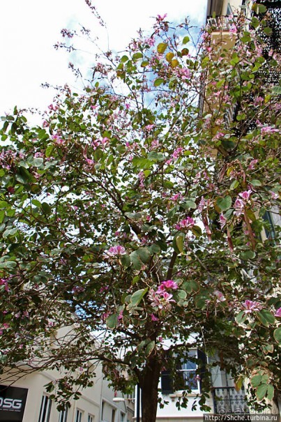 Пешеходные улицы Гибралтара Main Street и Irish Town Street