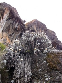 Zebra Rock. Акклиматизация на Килиманджаро на 3700-4100 м.