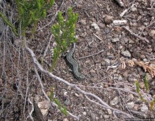 Zebra Rock. Акклиматизация на Килиманджаро на 3700-4100 м.