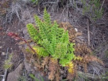 Zebra Rock. Акклиматизация на Килиманджаро на 3700-4100 м.