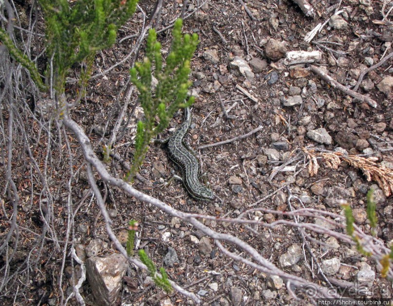 Zebra Rock. Акклиматизация на Килиманджаро на 3700-4100 м.