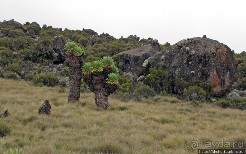 Zebra Rock. Акклиматизация на Килиманджаро на 3700-4100 м.