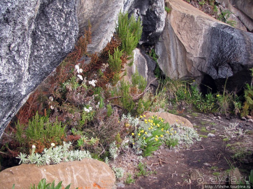 Zebra Rock. Акклиматизация на Килиманджаро на 3700-4100 м.