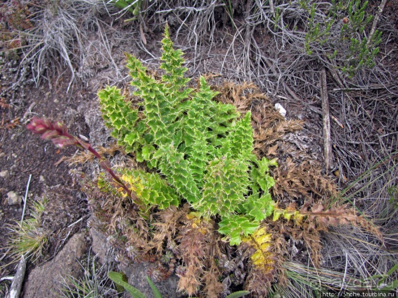 Zebra Rock. Акклиматизация на Килиманджаро на 3700-4100 м.