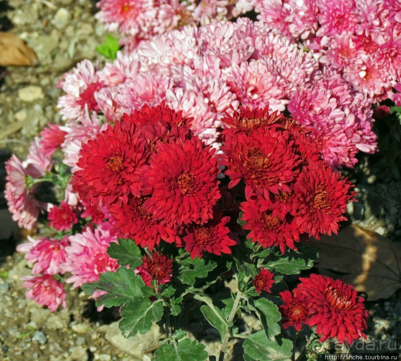 Бал хризантем 2011. Начало цветения. Главные герои