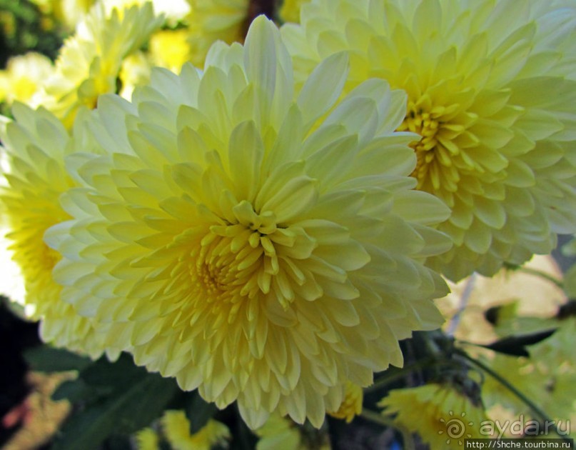 Бал хризантем 2011. Начало цветения. Главные герои