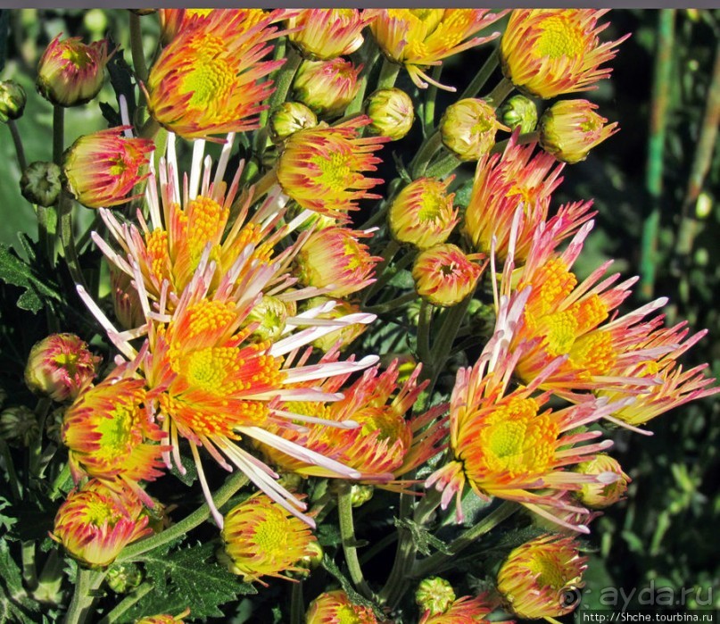 Бал хризантем 2011. Начало цветения. Главные герои