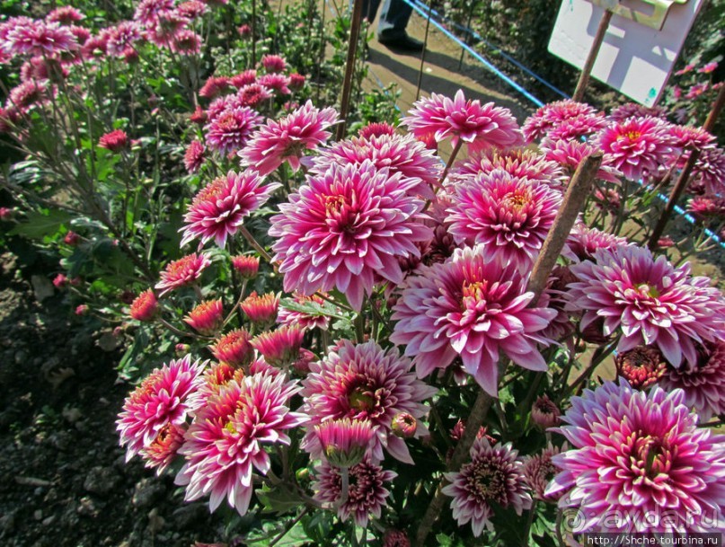 Бал хризантем 2011. Начало цветения. Главные герои