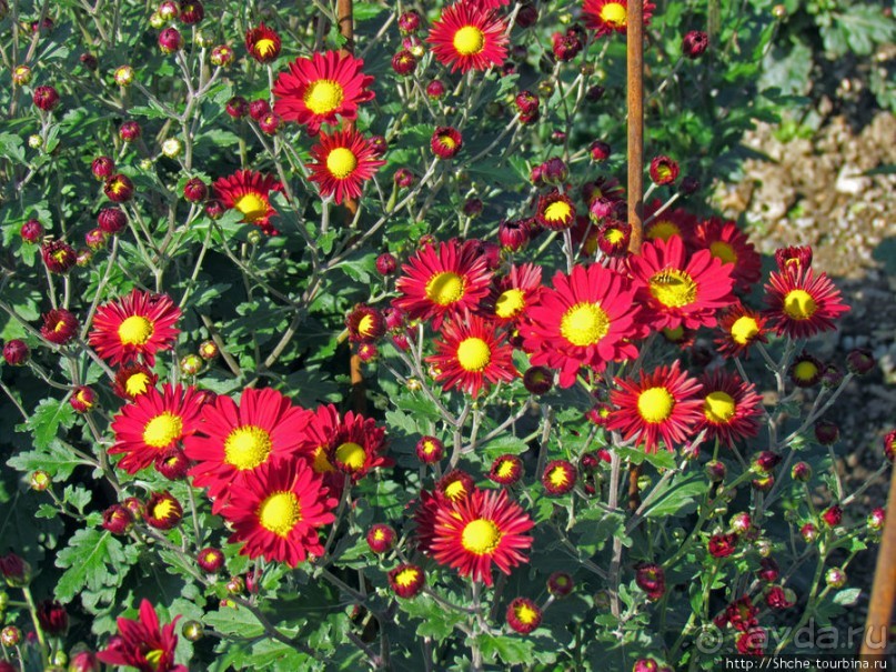 Бал хризантем 2011. Начало цветения. Главные герои