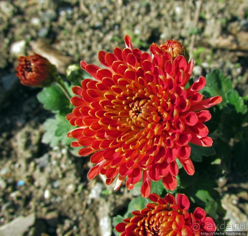 Бал хризантем 2011. Начало цветения. Главные герои