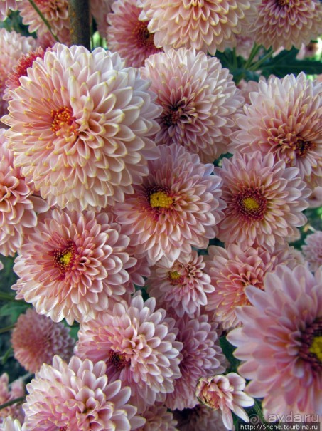 Бал хризантем 2011. Начало цветения. Главные герои