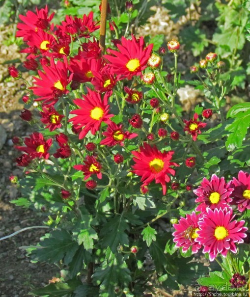 Бал хризантем 2011. Начало цветения. Главные герои