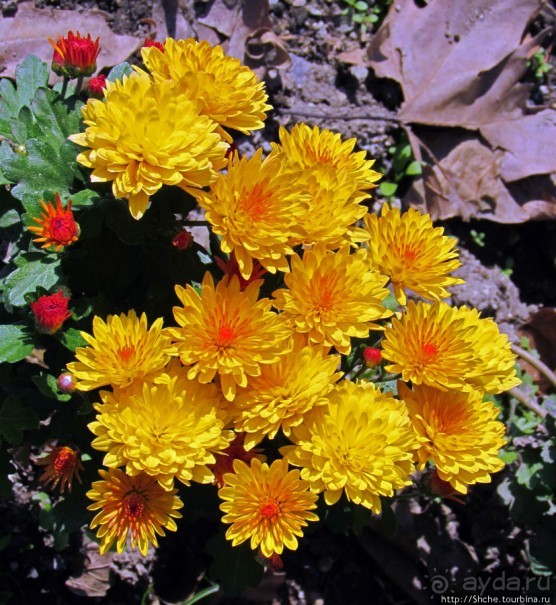 Бал хризантем 2011. Начало цветения. Главные герои