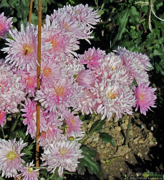 Бал хризантем 2011. Начало цветения. Главные герои