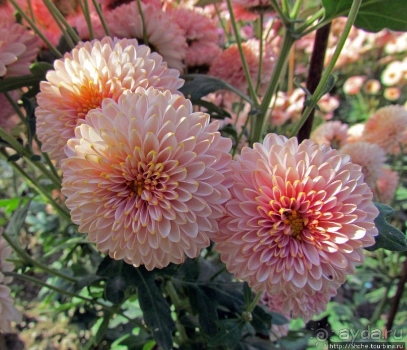 Бал хризантем 2011. Начало цветения. Главные герои