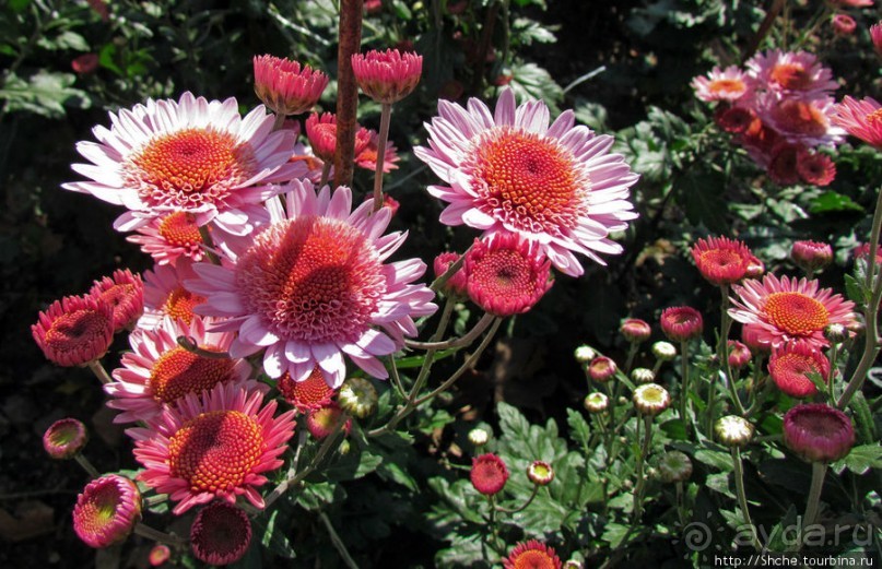 Бал хризантем 2011. Начало цветения. Главные герои