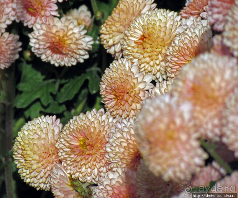 Бал хризантем 2011. Начало цветения. Главные герои