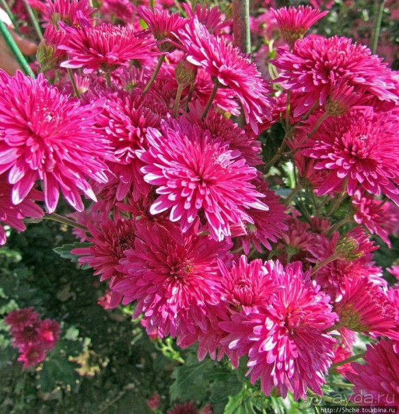 Бал хризантем 2011. Начало цветения. Главные герои