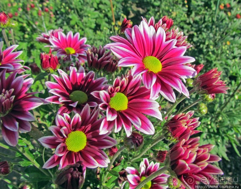 Бал хризантем 2011. Начало цветения. Главные герои