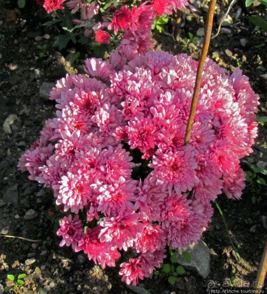 Бал хризантем 2011. Начало цветения. Главные герои