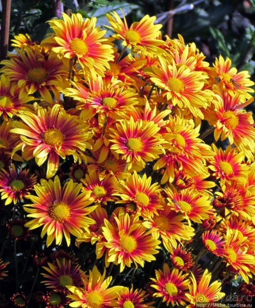 Бал хризантем 2011. Начало цветения. Главные герои