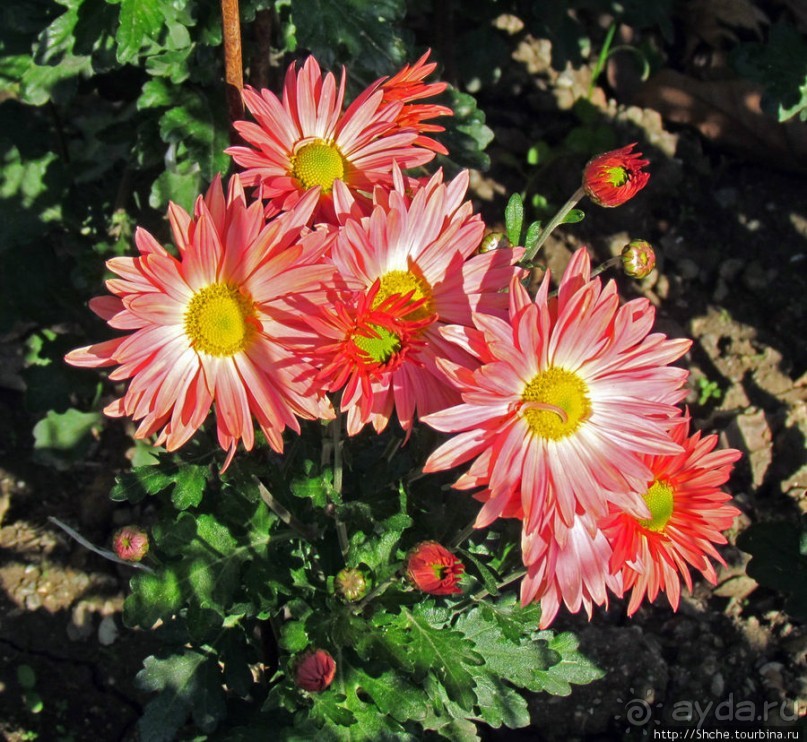 Бал хризантем 2011. Начало цветения. Главные герои