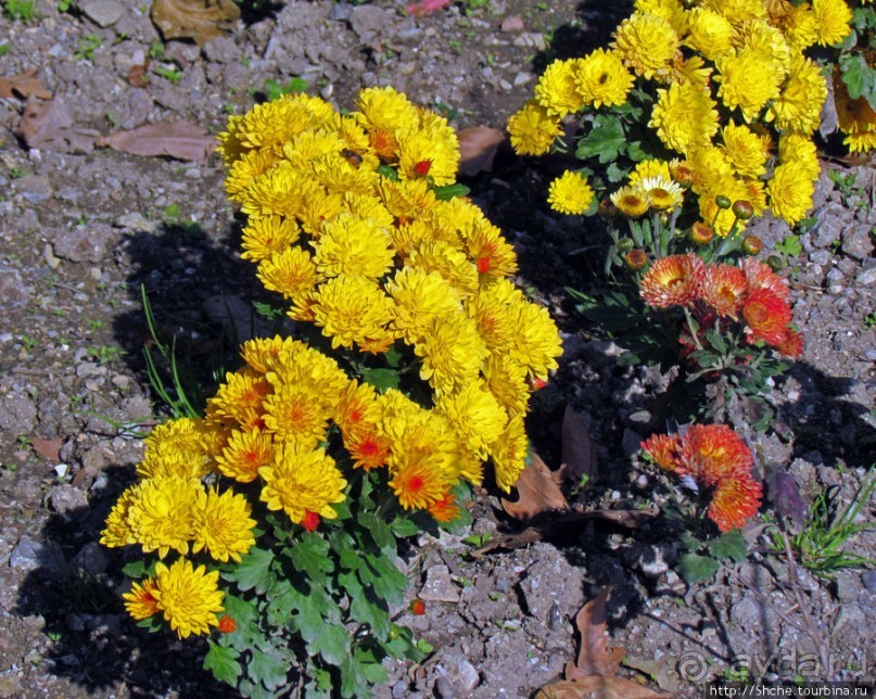 Бал хризантем 2011. Начало цветения. Главные герои