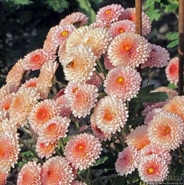 Бал хризантем 2011. Начало цветения. Главные герои