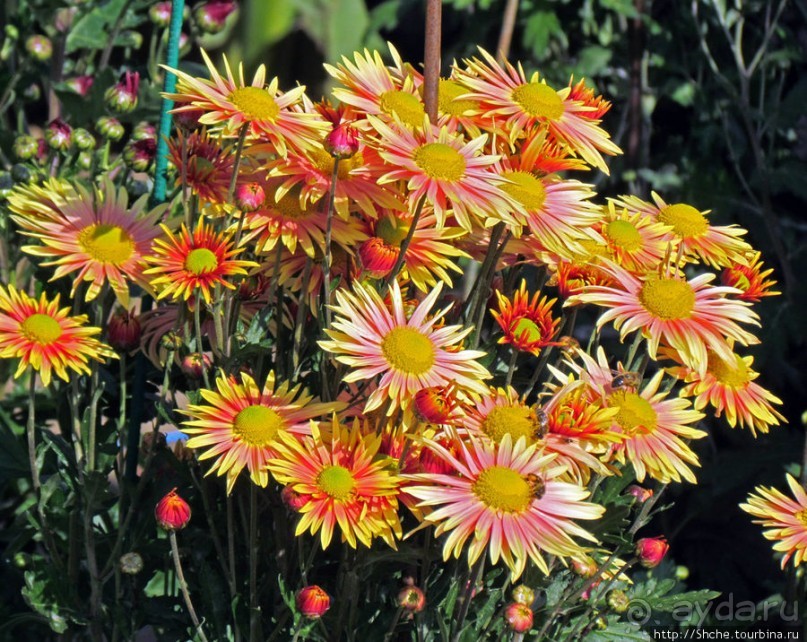 Бал хризантем 2011. Начало цветения. Главные герои