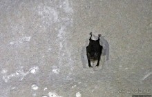 Альбом отзыва "Канделария — край "диких" пещер Гватемалы"