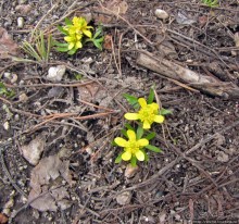 Гора Grand Teton и озеро Taggart, по нац.парку на авто
