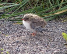 "Varud - varpland "-осторожно птицы ! Как правильно понять?