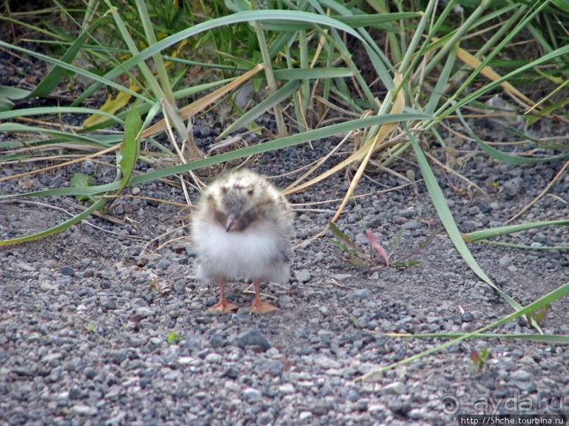 "Varud - varpland "-осторожно птицы ! Как правильно понять?