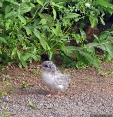 "Varud - varpland "-осторожно птицы ! Как правильно понять?