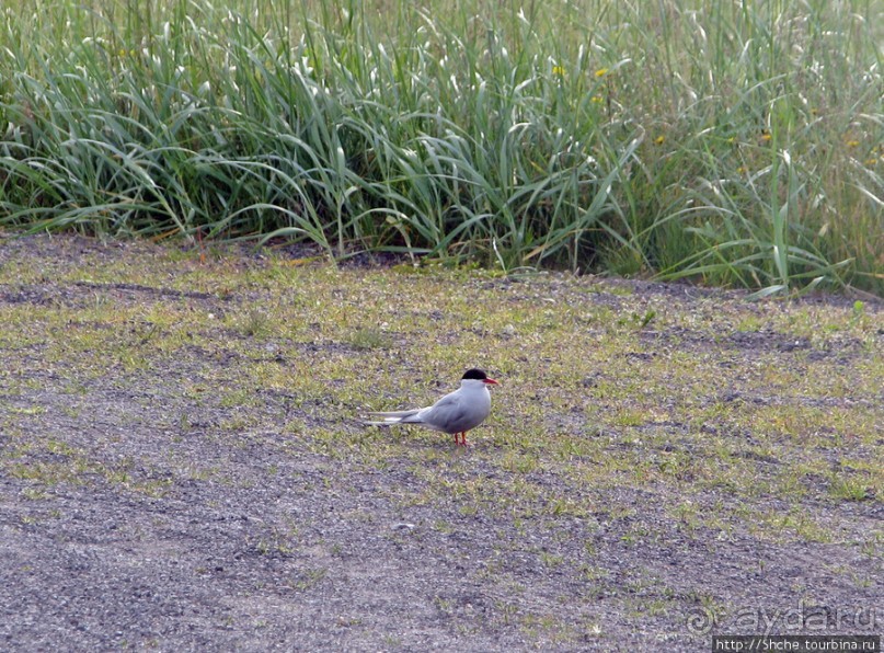 Альбом отзыва ""Varud - varpland "-осторожно птицы ! Как правильно понять?"