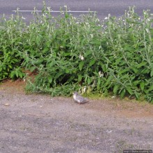 "Varud - varpland "-осторожно птицы ! Как правильно понять?
