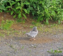 "Varud - varpland "-осторожно птицы ! Как правильно понять?