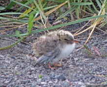 "Varud - varpland "-осторожно птицы ! Как правильно понять?