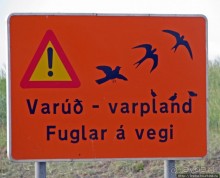 Альбом отзыва ""Varud - varpland "-осторожно птицы ! Как правильно понять?"