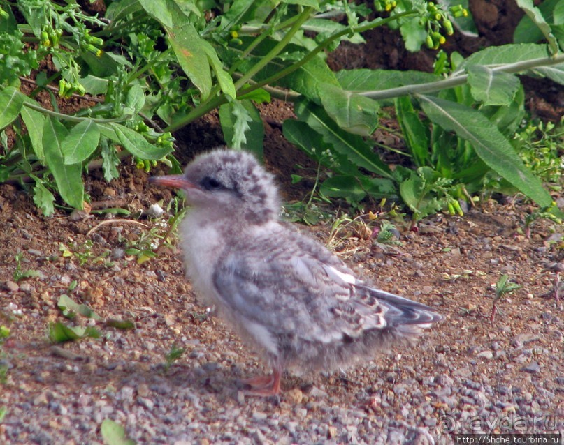 "Varud - varpland "-осторожно птицы ! Как правильно понять?