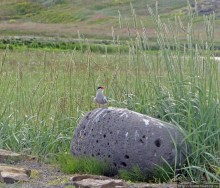 Альбом отзыва ""Varud - varpland "-осторожно птицы ! Как правильно понять?"