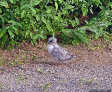 Альбом отзыва ""Varud - varpland "-осторожно птицы ! Как правильно понять?"