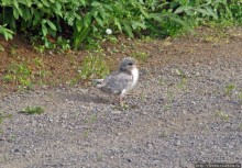 "Varud - varpland "-осторожно птицы ! Как правильно понять?