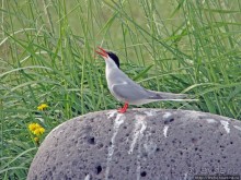 "Varud - varpland "-осторожно птицы ! Как правильно понять?