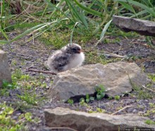 "Varud - varpland "-осторожно птицы ! Как правильно понять?