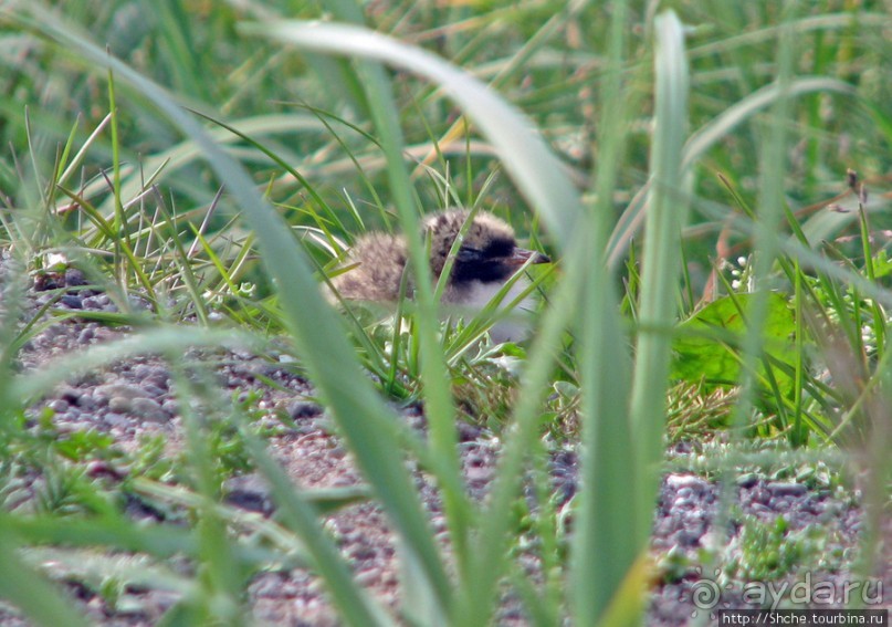 "Varud - varpland "-осторожно птицы ! Как правильно понять?