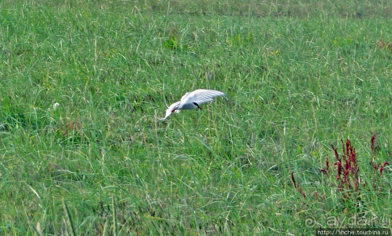 "Varud - varpland "-осторожно птицы ! Как правильно понять?