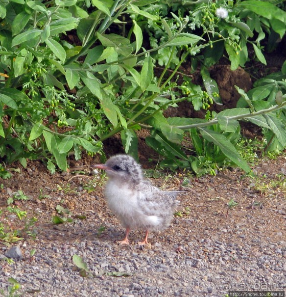 "Varud - varpland "-осторожно птицы ! Как правильно понять?
