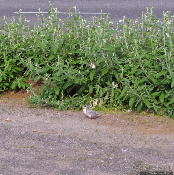 "Varud - varpland "-осторожно птицы ! Как правильно понять?